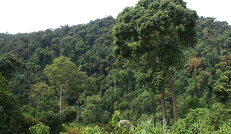  Nhiều diện tích rừng phòng hộ sẽ bị triệt hạ để thủy điện Sơn Trà 1 mọc lên.