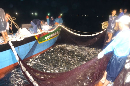 Hàng tấn cá đã nằm gọn trong lưới sau cú vây lưới lần thứ 2 trong đêm.