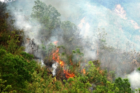 Tây Trà: Một bệnh nhân tâm thần đốt cháy 10ha rừng